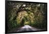 Southern Plantation Road-George Oze-Framed Photographic Print