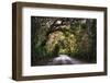 Southern Plantation Road-George Oze-Framed Photographic Print