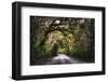 Southern Plantation Road-George Oze-Framed Photographic Print