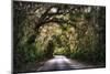 Southern Plantation Road-George Oze-Mounted Photographic Print