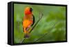 Southern Red Bishop, Serengeti National Park, Tanzania-Art Wolfe-Framed Stretched Canvas