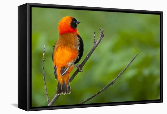 Southern Red Bishop, Serengeti National Park, Tanzania-Art Wolfe-Framed Stretched Canvas