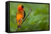 Southern Red Bishop, Serengeti National Park, Tanzania-Art Wolfe-Framed Stretched Canvas