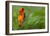 Southern Red Bishop, Serengeti National Park, Tanzania-Art Wolfe-Framed Photographic Print