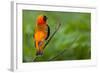 Southern Red Bishop, Serengeti National Park, Tanzania-Art Wolfe-Framed Photographic Print