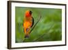 Southern Red Bishop, Serengeti National Park, Tanzania-Art Wolfe-Framed Photographic Print