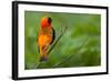 Southern Red Bishop, Serengeti National Park, Tanzania-Art Wolfe-Framed Photographic Print