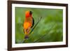 Southern Red Bishop, Serengeti National Park, Tanzania-Art Wolfe-Framed Photographic Print