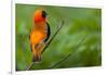 Southern Red Bishop, Serengeti National Park, Tanzania-Art Wolfe-Framed Photographic Print