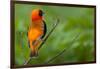 Southern Red Bishop, Serengeti National Park, Tanzania-Art Wolfe-Framed Photographic Print