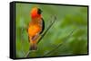 Southern Red Bishop, Serengeti National Park, Tanzania-Art Wolfe-Framed Stretched Canvas