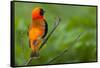 Southern Red Bishop, Serengeti National Park, Tanzania-Art Wolfe-Framed Stretched Canvas