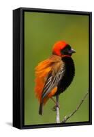 Southern Red Bishop, Serengeti National Park, Tanzania-Art Wolfe-Framed Stretched Canvas