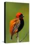 Southern Red Bishop, Serengeti National Park, Tanzania-Art Wolfe-Stretched Canvas