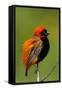 Southern Red Bishop, Serengeti National Park, Tanzania-Art Wolfe-Framed Stretched Canvas