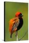 Southern Red Bishop, Serengeti National Park, Tanzania-Art Wolfe-Stretched Canvas