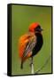 Southern Red Bishop, Serengeti National Park, Tanzania-Art Wolfe-Framed Stretched Canvas