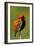 Southern Red Bishop, Serengeti National Park, Tanzania-Art Wolfe-Framed Photographic Print