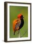 Southern Red Bishop, Serengeti National Park, Tanzania-Art Wolfe-Framed Photographic Print