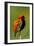 Southern Red Bishop, Serengeti National Park, Tanzania-Art Wolfe-Framed Photographic Print