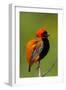 Southern Red Bishop, Serengeti National Park, Tanzania-Art Wolfe-Framed Photographic Print