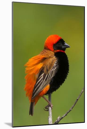 Southern Red Bishop, Serengeti National Park, Tanzania-Art Wolfe-Mounted Photographic Print