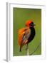 Southern Red Bishop, Serengeti National Park, Tanzania-Art Wolfe-Framed Photographic Print