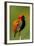 Southern Red Bishop, Serengeti National Park, Tanzania-Art Wolfe-Framed Photographic Print