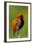 Southern Red Bishop, Serengeti National Park, Tanzania-Art Wolfe-Framed Photographic Print