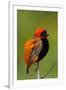 Southern Red Bishop, Serengeti National Park, Tanzania-Art Wolfe-Framed Photographic Print