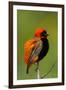 Southern Red Bishop, Serengeti National Park, Tanzania-Art Wolfe-Framed Photographic Print