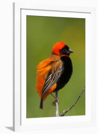 Southern Red Bishop, Serengeti National Park, Tanzania-Art Wolfe-Framed Photographic Print