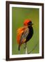 Southern Red Bishop, Serengeti National Park, Tanzania-Art Wolfe-Framed Photographic Print