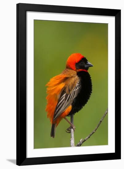 Southern Red Bishop, Serengeti National Park, Tanzania-Art Wolfe-Framed Photographic Print