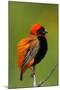 Southern Red Bishop, Serengeti National Park, Tanzania-Art Wolfe-Mounted Photographic Print