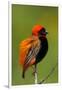 Southern Red Bishop, Serengeti National Park, Tanzania-Art Wolfe-Framed Photographic Print