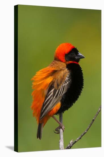 Southern Red Bishop, Serengeti National Park, Tanzania-Art Wolfe-Stretched Canvas