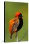 Southern Red Bishop, Serengeti National Park, Tanzania-Art Wolfe-Stretched Canvas