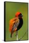 Southern Red Bishop, Serengeti National Park, Tanzania-Art Wolfe-Framed Stretched Canvas