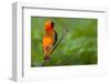 Southern Red Bishop, Serengeti National Park, Tanzania-Art Wolfe-Framed Photographic Print