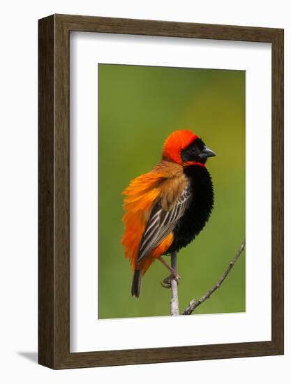 Southern Red Bishop, Serengeti National Park, Tanzania-Art Wolfe-Framed Photographic Print