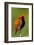 Southern Red Bishop, Serengeti National Park, Tanzania-Art Wolfe-Framed Photographic Print