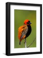 Southern Red Bishop, Serengeti National Park, Tanzania-Art Wolfe-Framed Photographic Print