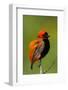 Southern Red Bishop, Serengeti National Park, Tanzania-Art Wolfe-Framed Photographic Print