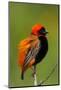 Southern Red Bishop, Serengeti National Park, Tanzania-Art Wolfe-Mounted Photographic Print