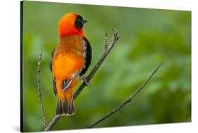 Southern Red Bishop, Serengeti National Park, Tanzania-Art Wolfe-Stretched Canvas