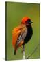 Southern Red Bishop, Serengeti National Park, Tanzania-Art Wolfe-Stretched Canvas