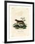 Southern Red-Sided Opossum-null-Framed Giclee Print