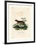 Southern Red-Sided Opossum-null-Framed Giclee Print