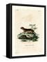 Southern Red-Sided Opossum-null-Framed Stretched Canvas